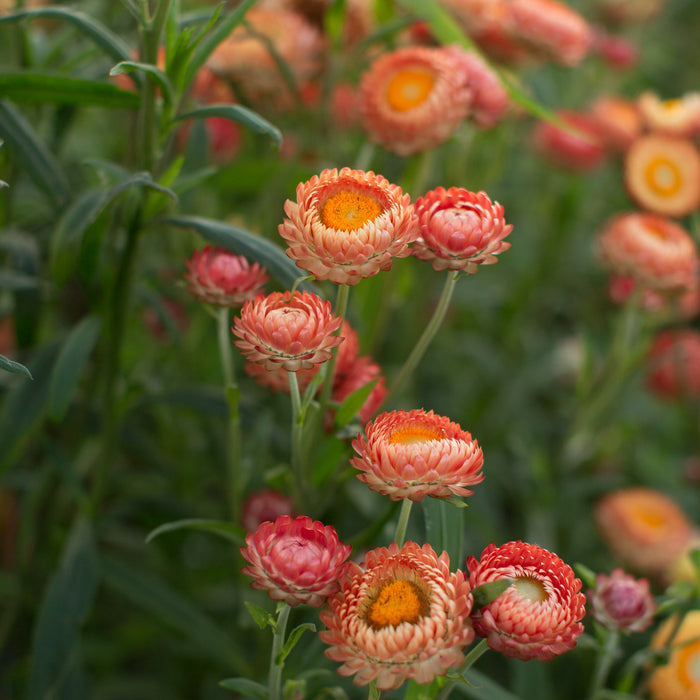 Strawflower Apricot Mix growing in the field