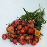 A bunch of Strawflower Apricot Mix
