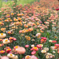 Strawflower Apricot Mix growing in the field