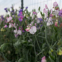 Sweet Pea Anniversary growing in the field