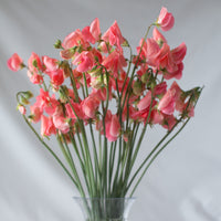 A bunch of Sweet Pea Maloy