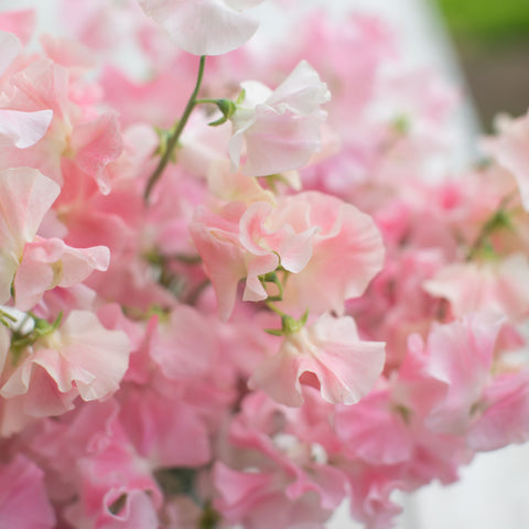 A close up of Sweet Pea Mrs. Bernard Jones