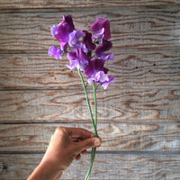 An overhead of Sweet Pea North Shore