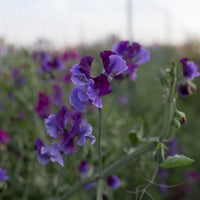 Sweet Pea North Shore growing in the field