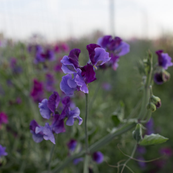 Sweet Pea North Shore growing in the field