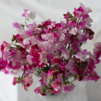 An overhead of Sweet Pea Promise
