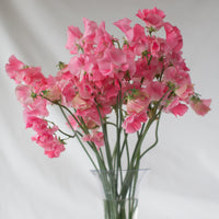 A bunch of Sweet Pea Valerie Harrod