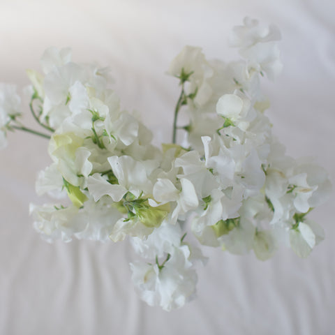 An overhead of Sweet Pea White Frills