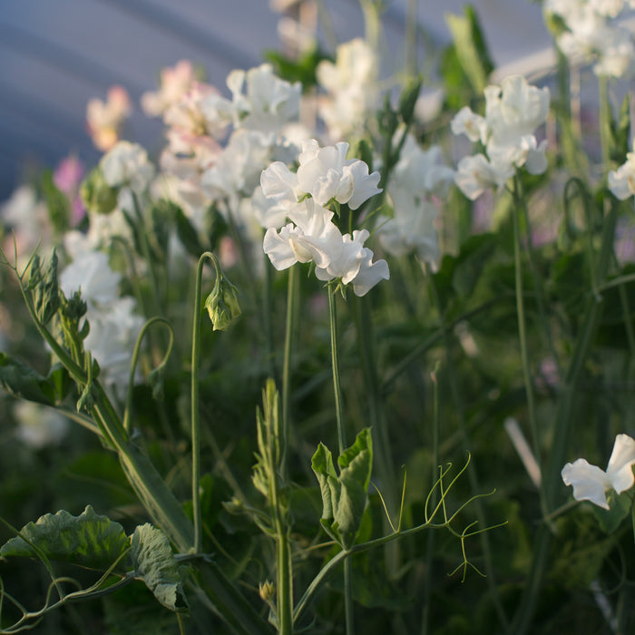 Sweet Pea White Frills growing in the field
