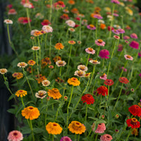 Zinnia Candy Mix growing in the field