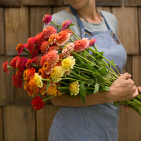 An armload of Zinnia Candy Mix