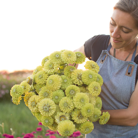 An armload of Zinnia Queen Lime