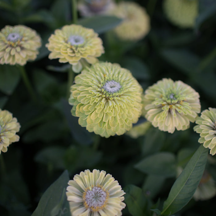 A close up of Zinnia Queen Lime