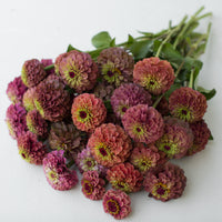 A bunch of Zinnia Queen Red Lime