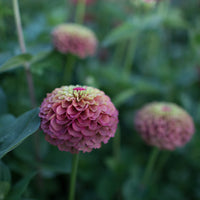 A close up of Zinnia Queen Red Lime