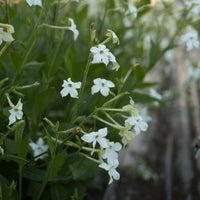 A close up of Flowering Tobacco Grandiflora