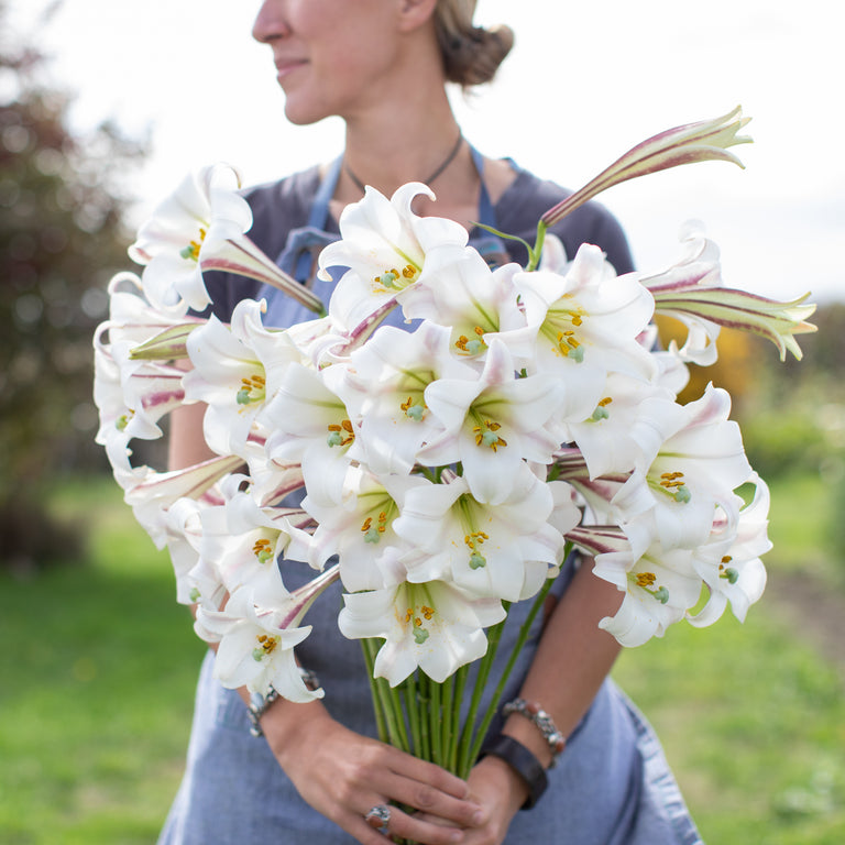 A handful of Formosa Lily