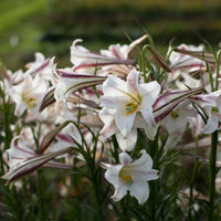 A close up of Formosa Lily
