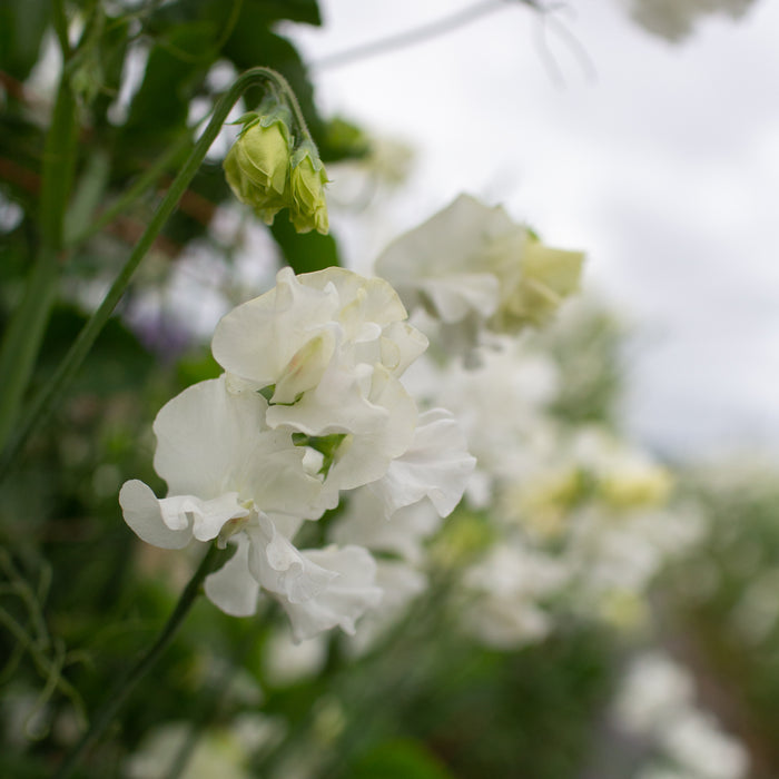 A close up of Sweet Pea Glasnevin