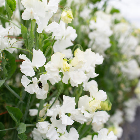 Sweet Pea Glasnevin growing in the field