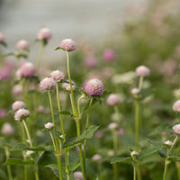 A close up of Globe Amaranth Pastel Mix