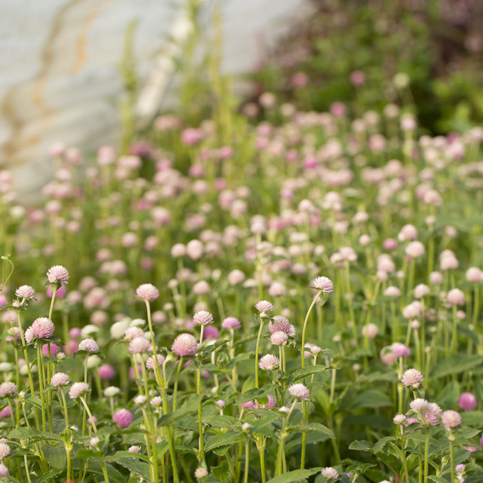 Globe Amaranth Pastel Mix growing in the field