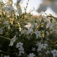 A close up of Flowering Tobacco Grandiflora