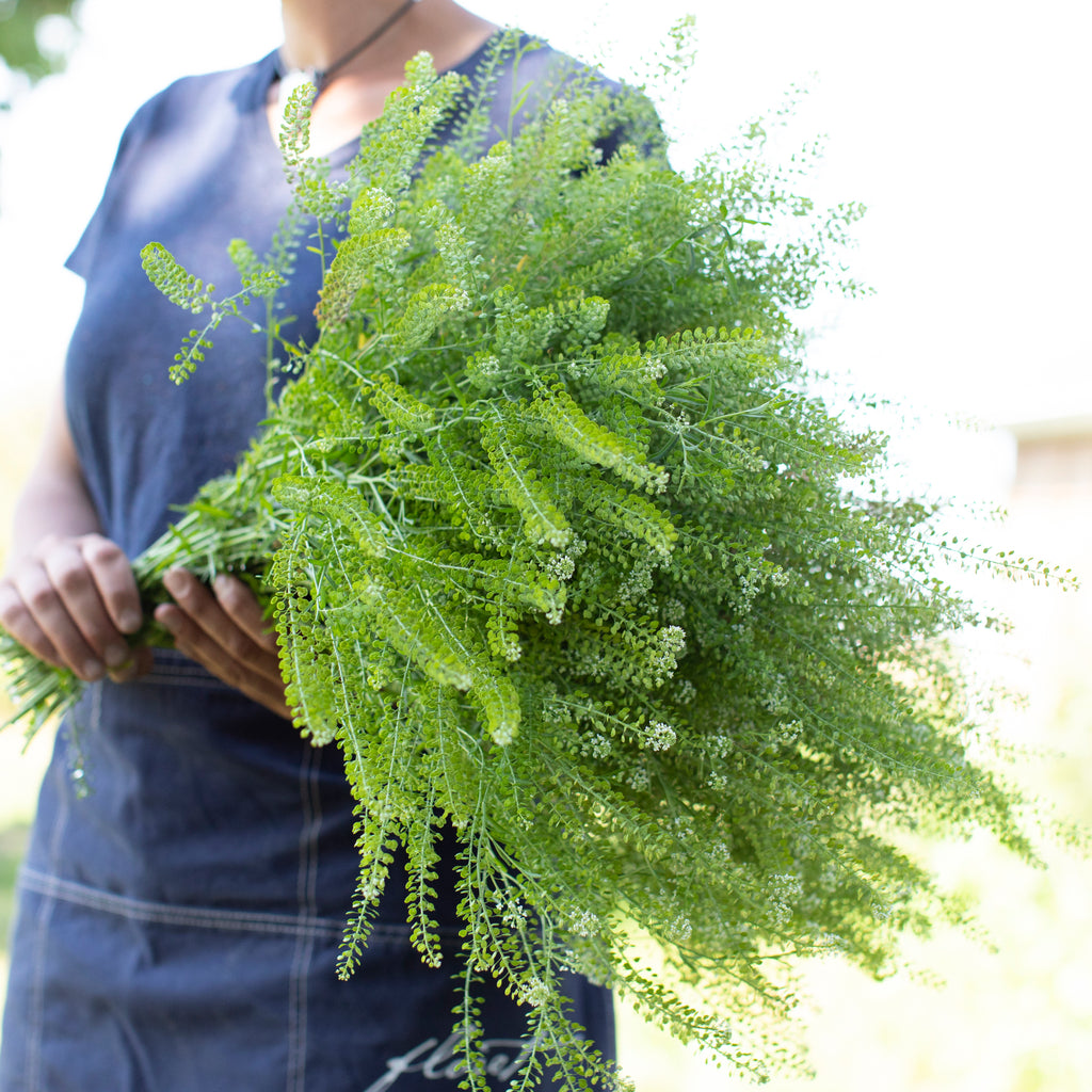 Cress Green Dragon Floret Flower Farm