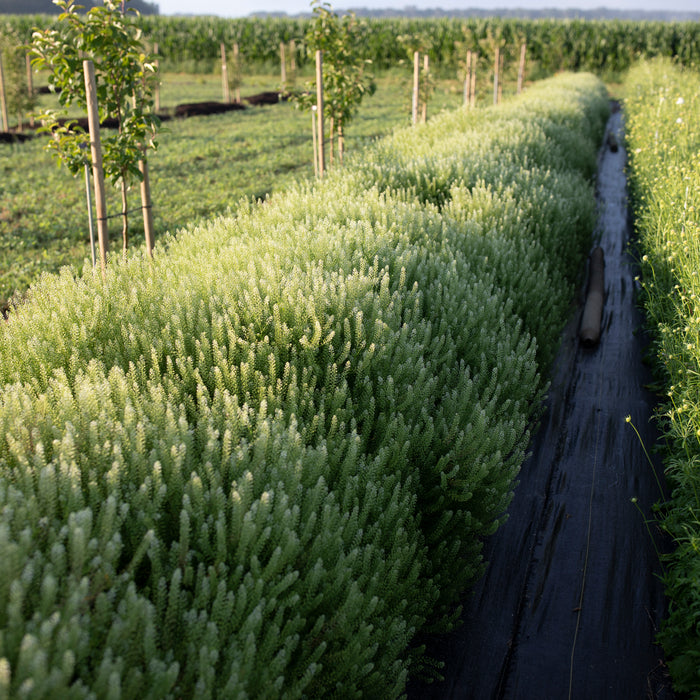 Cress Green Dragon – Floret Flower Farm