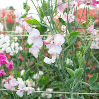 Sweet Pea High Society growing in the field