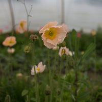 A close up of Iceland Poppies Sherbet Mix