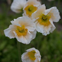 A close up of Iceland Poppies Sherbet Mix