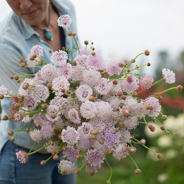Lace Flower Lacy Pink – Floret Flower Farm