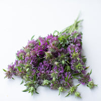A bunch of Bee Balm Lambada