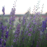 Larkspur Earl Grey growing in the field