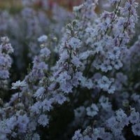 Larkspur Smokey Eyes growing in the field