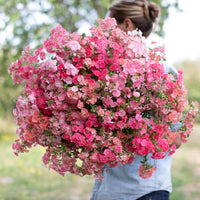An armload of Phlox Leopoldii