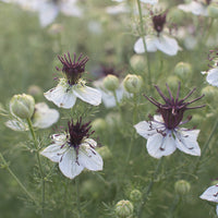A close up of Love-in-a-Mist African Bride