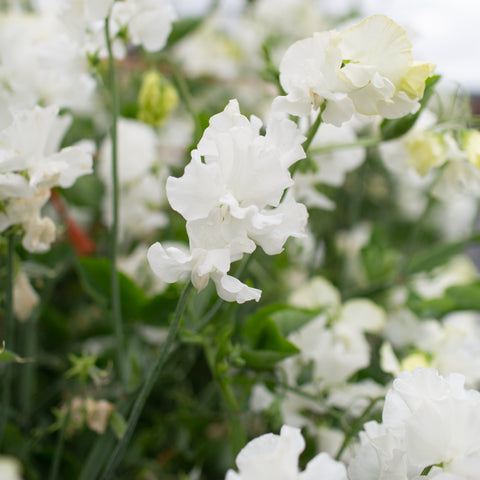 A close up of Sweet Pea Memorial Flight
