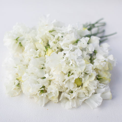 A bunch of Sweet Pea Memorial Flight