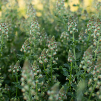 A close up of Mignonette Garden Mignonette