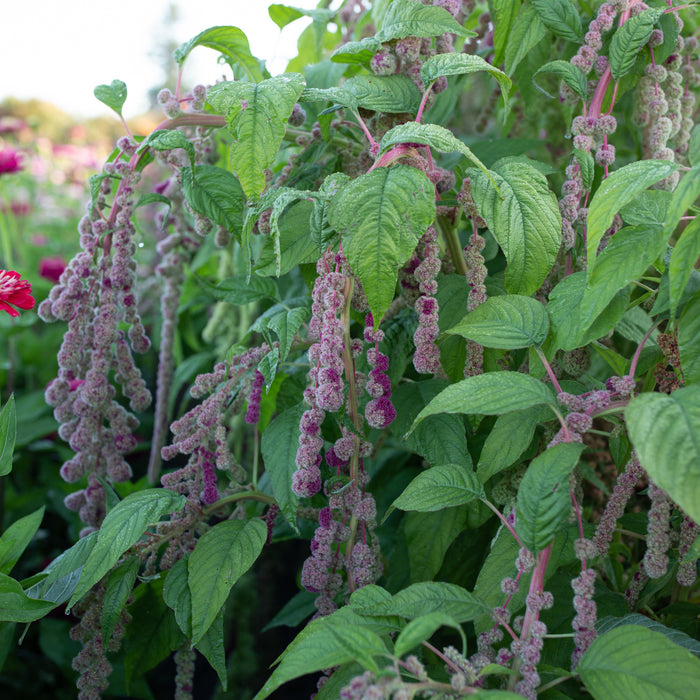 Amaranth Mira growing in the field