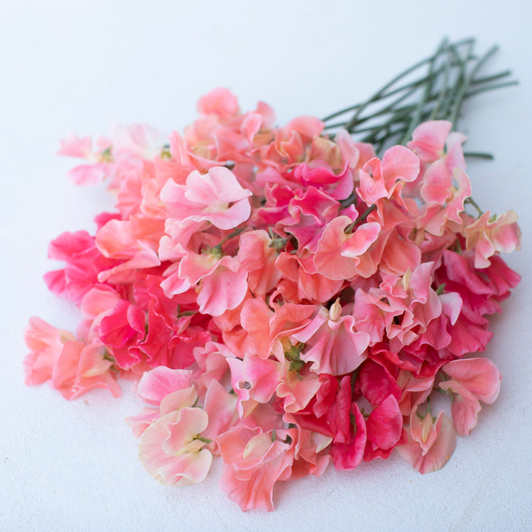 A bunch of Sweet Pea Grower’s Choice Ambrosia Mix