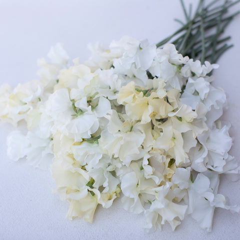 A bunch of Sweet Pea Grower’s Choice Bridal Bouquet Mix