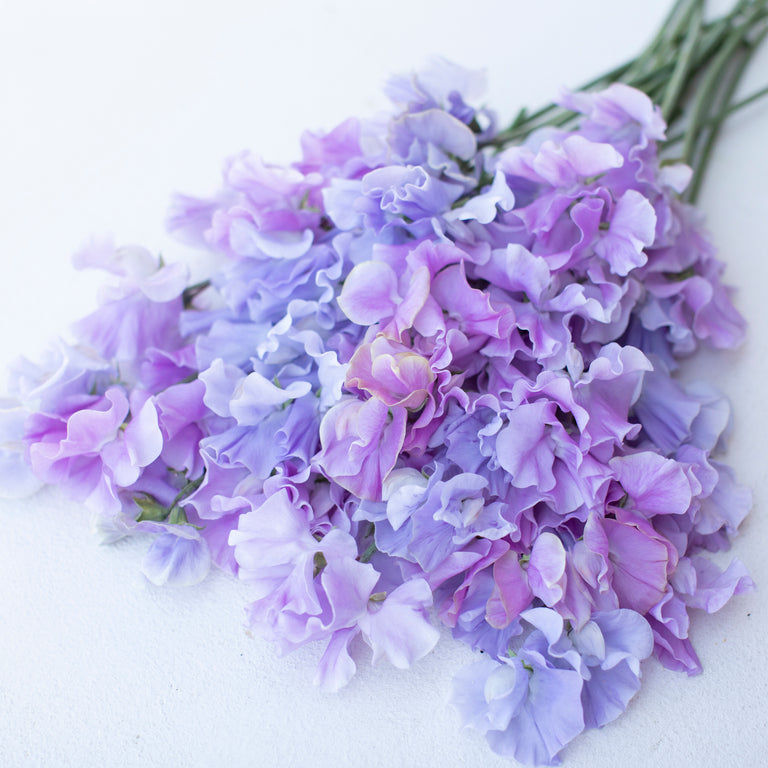 A bunch of Sweet Pea Grower’s Choice Lavender Ice Mix