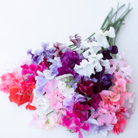 A bunch of Sweet Pea Grower’s Choice Pride Mix