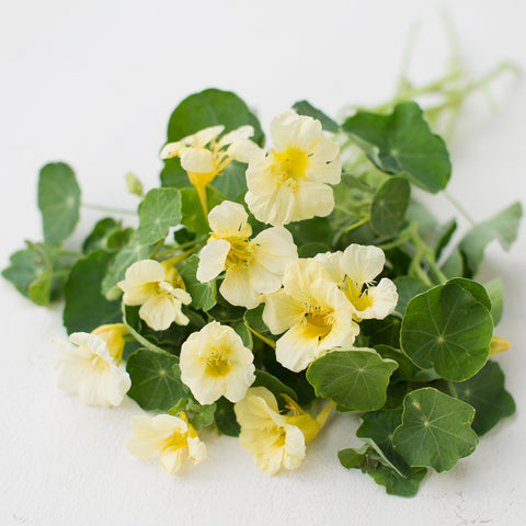 A bunch of Nasturtium Yeti