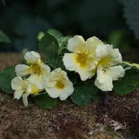 A close up of Nasturtium Yeti
