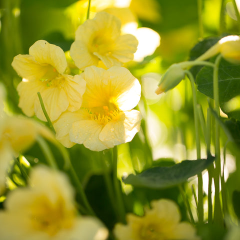 A close up of Nasturtium Yeti