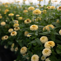 Zinnia Oklahoma Ivory growing in the field
